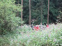 Single Image